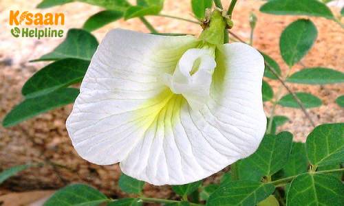 Convolvulus prostratus (शंखपुष्पी)